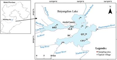 Metagenomics reveals biogeochemical processes carried out by sediment microbial communities in a shallow eutrophic freshwater lake